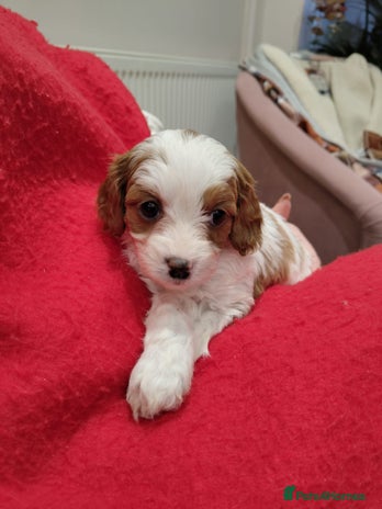 Cavapoo dogs Amazing quality genuine F1 cavapo litter - Advert 5