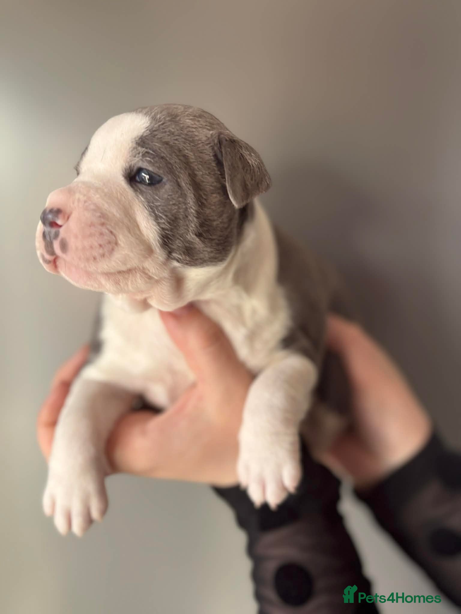 Staffordshire Bull Terrier dogs Staffy pupies for sale - Advert 15