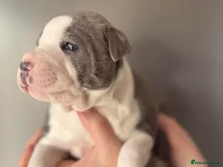 Staffordshire Bull Terrier dogs Staffy pupies for sale - Advert 15