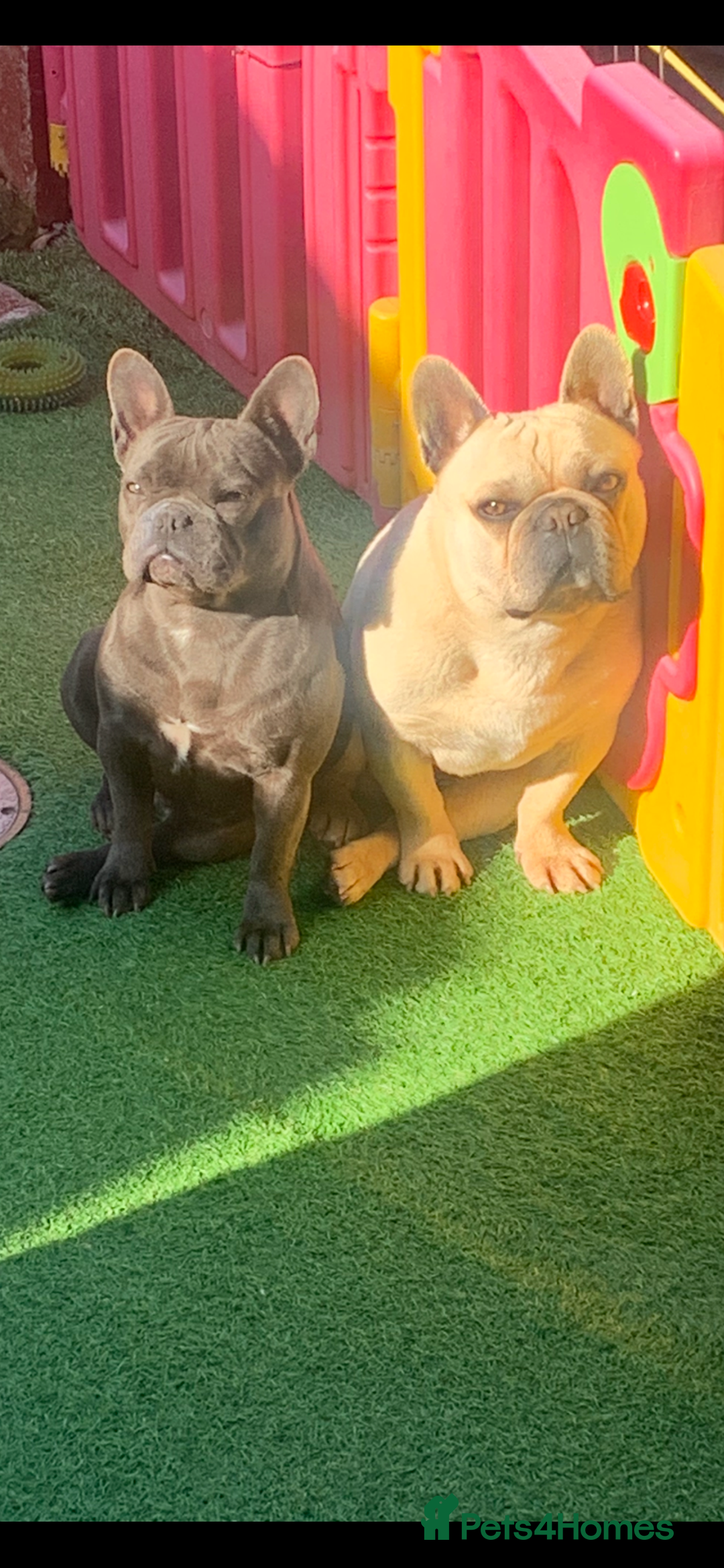 French Bulldog dogs for sale: Beautiful French bulldog puppies  - Advert 2