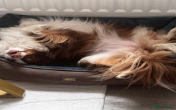 Australian Shepherd dogs for sale: Loving Toy Australian Shepherd - Image 2