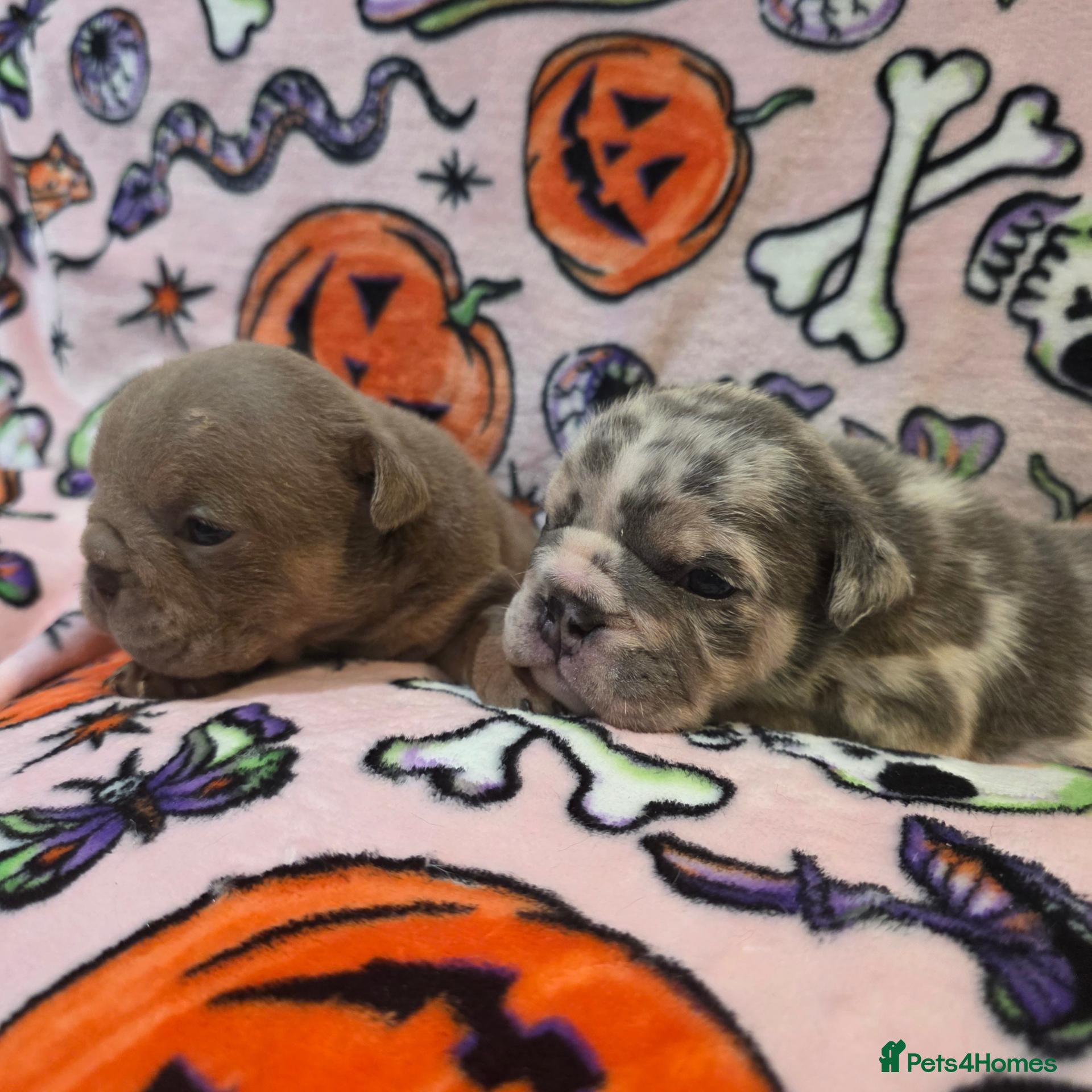 English Bulldog dogs for sale: British bulldog pups - Advert 9