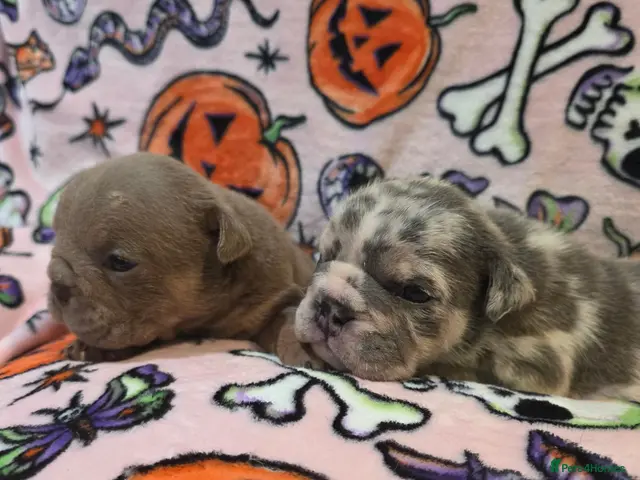 English Bulldog dogs for sale: British bulldog pups - Advert 9