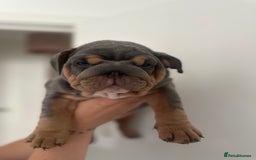 English Bulldog dogs for sale: Stunning KC Registered English Bulldog Puppies - Image 17