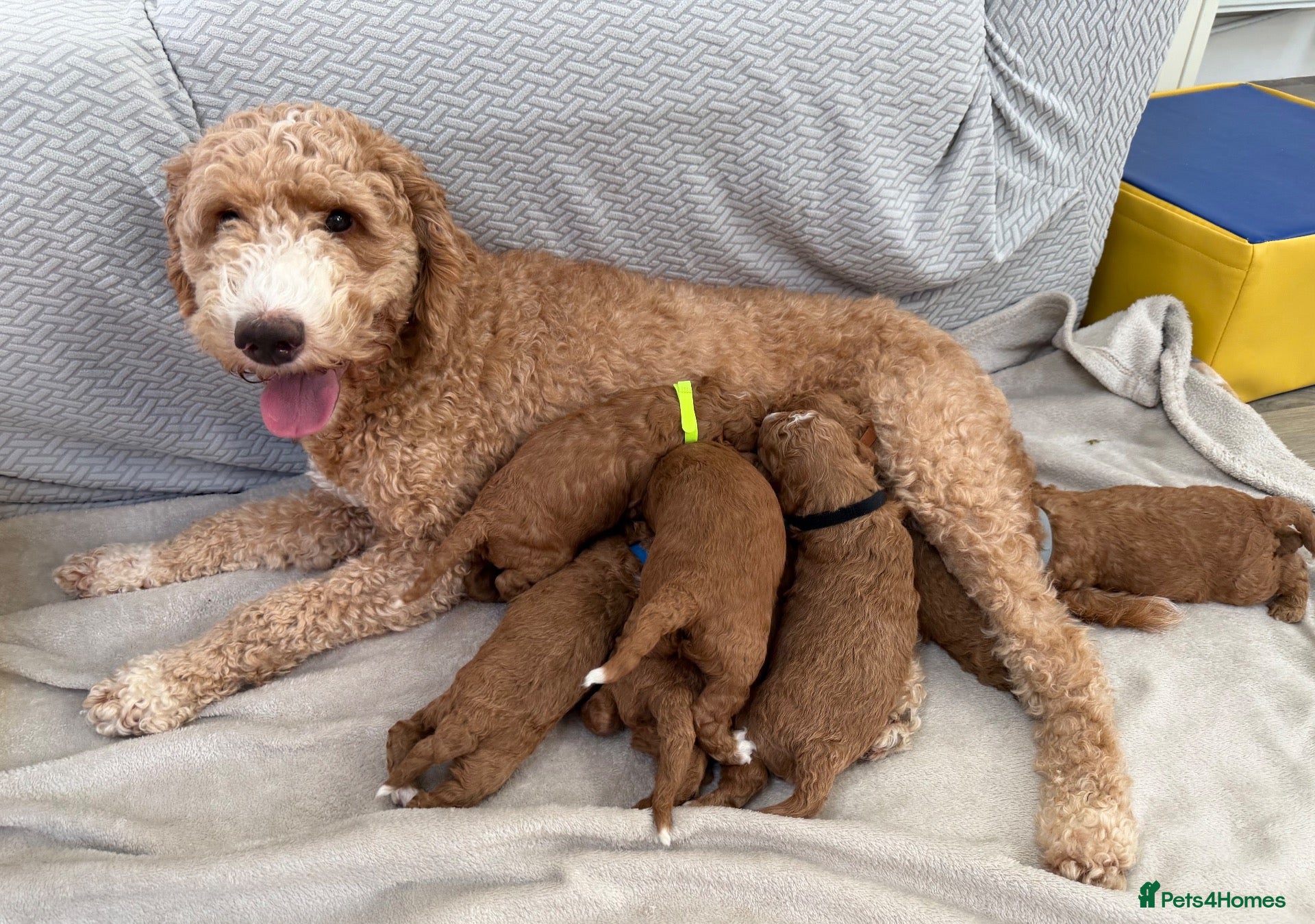 Australian Labradoodle dogs Fabulous Australian Labradoodle Puppiex - Advert 1