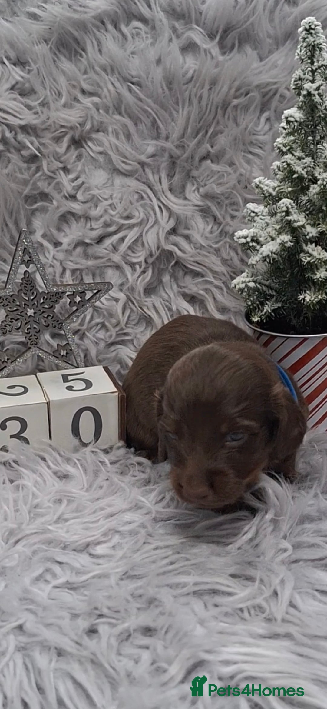 Miniature Dachshund dogs for sale: 5 miniature dachshunds - Advert 3