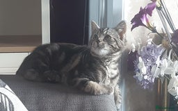Mixed Breed cats for sale: Mollie  - Image 10