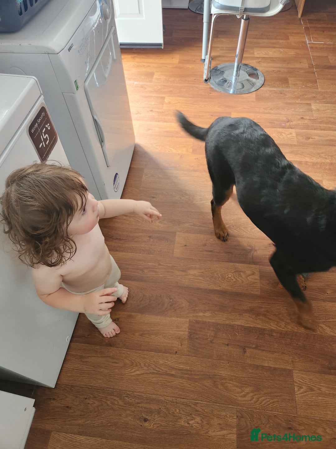 Rottweiler dogs for sale: 8 month old Rottweiler  - Image 5