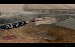 Hamster rodents for sale: Male Russian Dwarf Hamster - Image 2