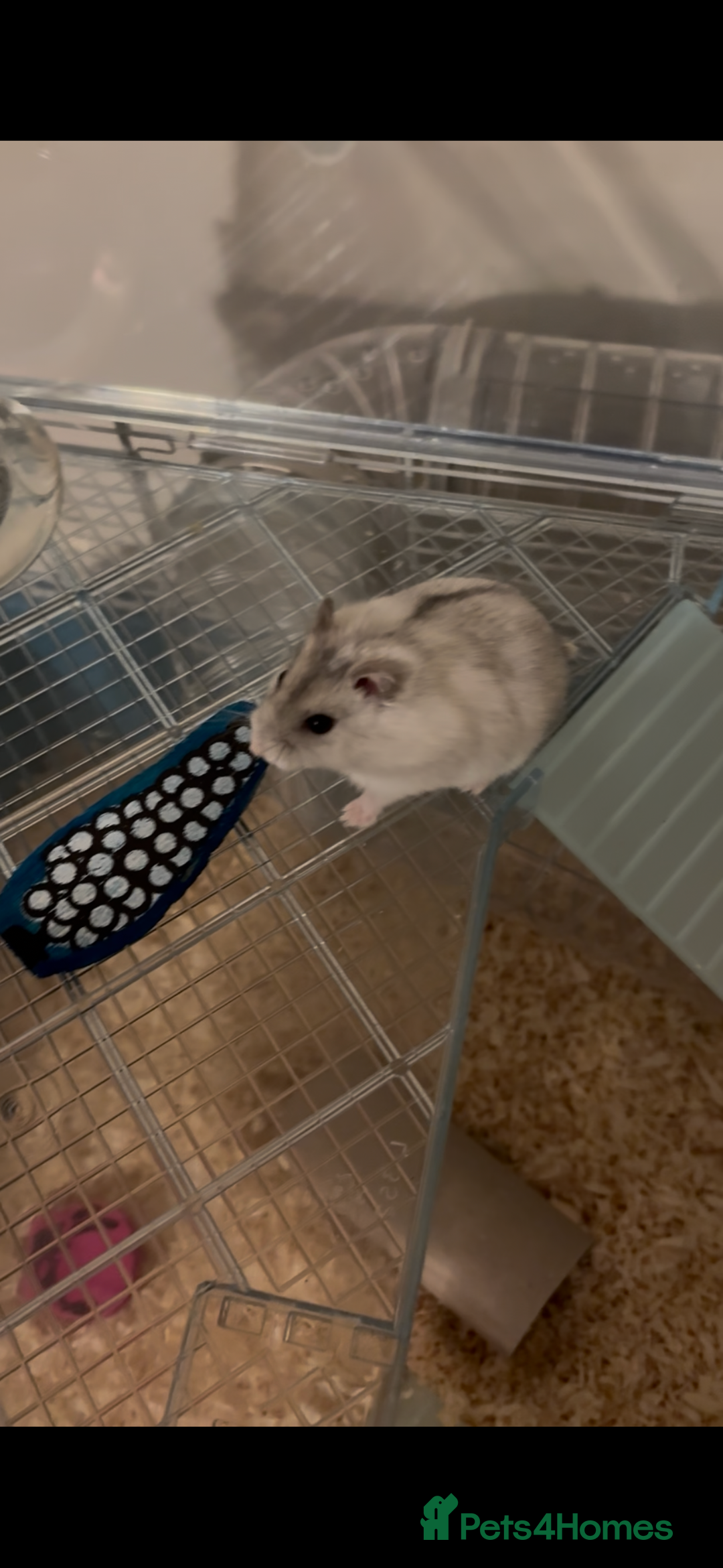 Hamster rodents for sale: Male Russian Dwarf Hamster - Image 2