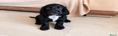 Cocker Spaniel 1