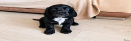 Cocker Spaniel dogs for sale: KC Registered Cocker Spaniel – 2 Puppies Remaining - Advert 5