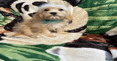 Cavachon dogs - Advert 8