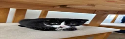 Mixed Breed cats for sale: Adorable kittens  - Advert 11