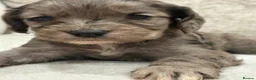 Cockapoo dogs for sale: PRA FN CLEAR F1 cockapoo puppies  - Advert 11