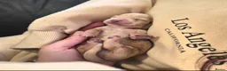 Miniature Dachshund dogs for sale: Stunning cream miniture dachshunds  in Milton Keynes - Advert 3