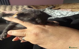 British Shorthair cats for sale: 3 boys kittens ready beginning of nov  - Image 5