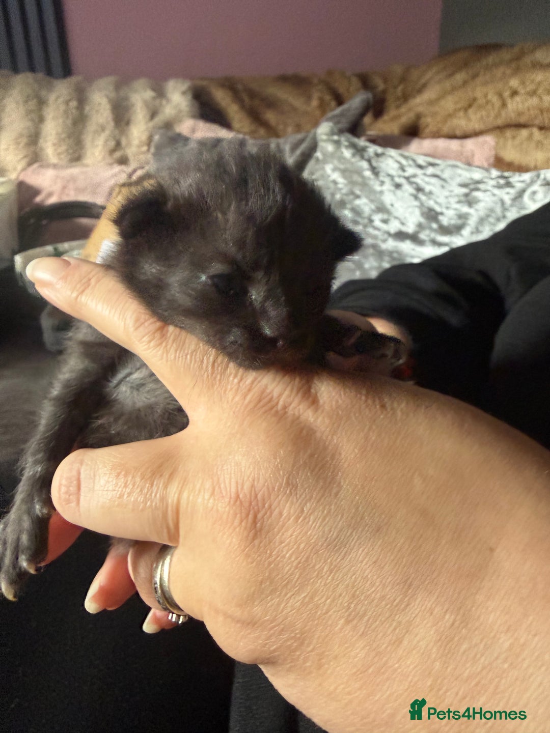British Shorthair cats for sale: 3 boys kittens ready beginning of nov  - Image 5