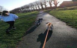 Cockapoo dogs for adoption: 💙🐶 BOBBY 🐶💙 - Advert 24