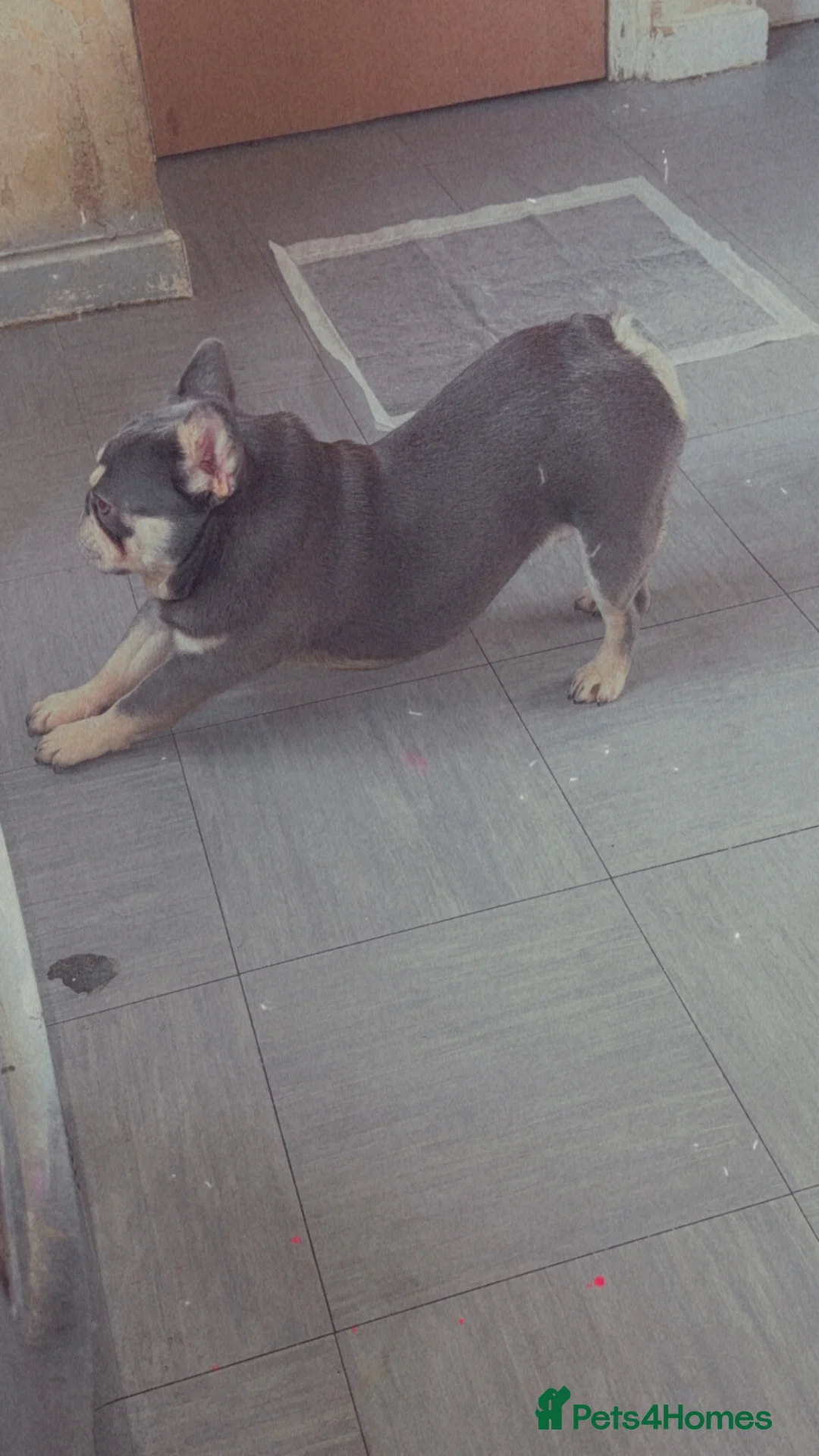 French Bulldog dogs for stud: French bulldog for stud for stud only  - Advert 10