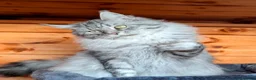 Maine Coon cats for sale: Beautiful TICA Registered Maine Coon Kittens - Advert 11
