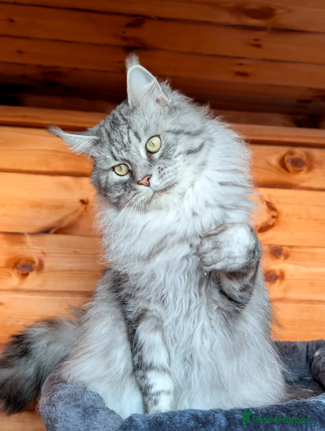 Maine Coon cats for sale: Beautiful TICA Registered Maine Coon Kittens - Advert 11