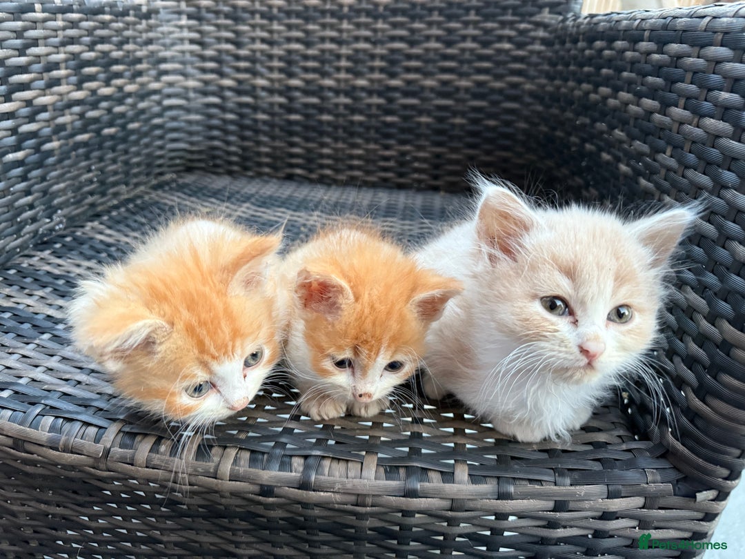 Persian cats for sale: Persian x - Image 5