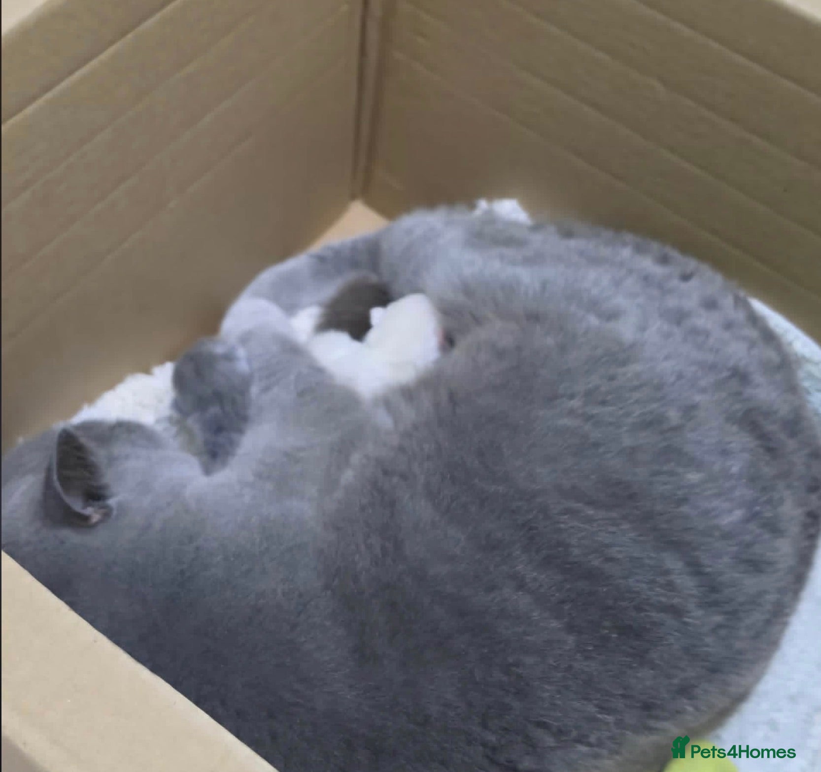 British Shorthair cats British Shorthaired kittens available  - Advert 1