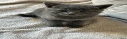 Mixed Breed cats for sale: 4 beautiful girl kittens  - Advert 3