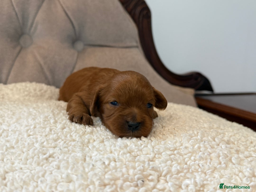 Cavapoo dogs for sale: 🧸teddy bear cavapoos 🧸 - Advert 15