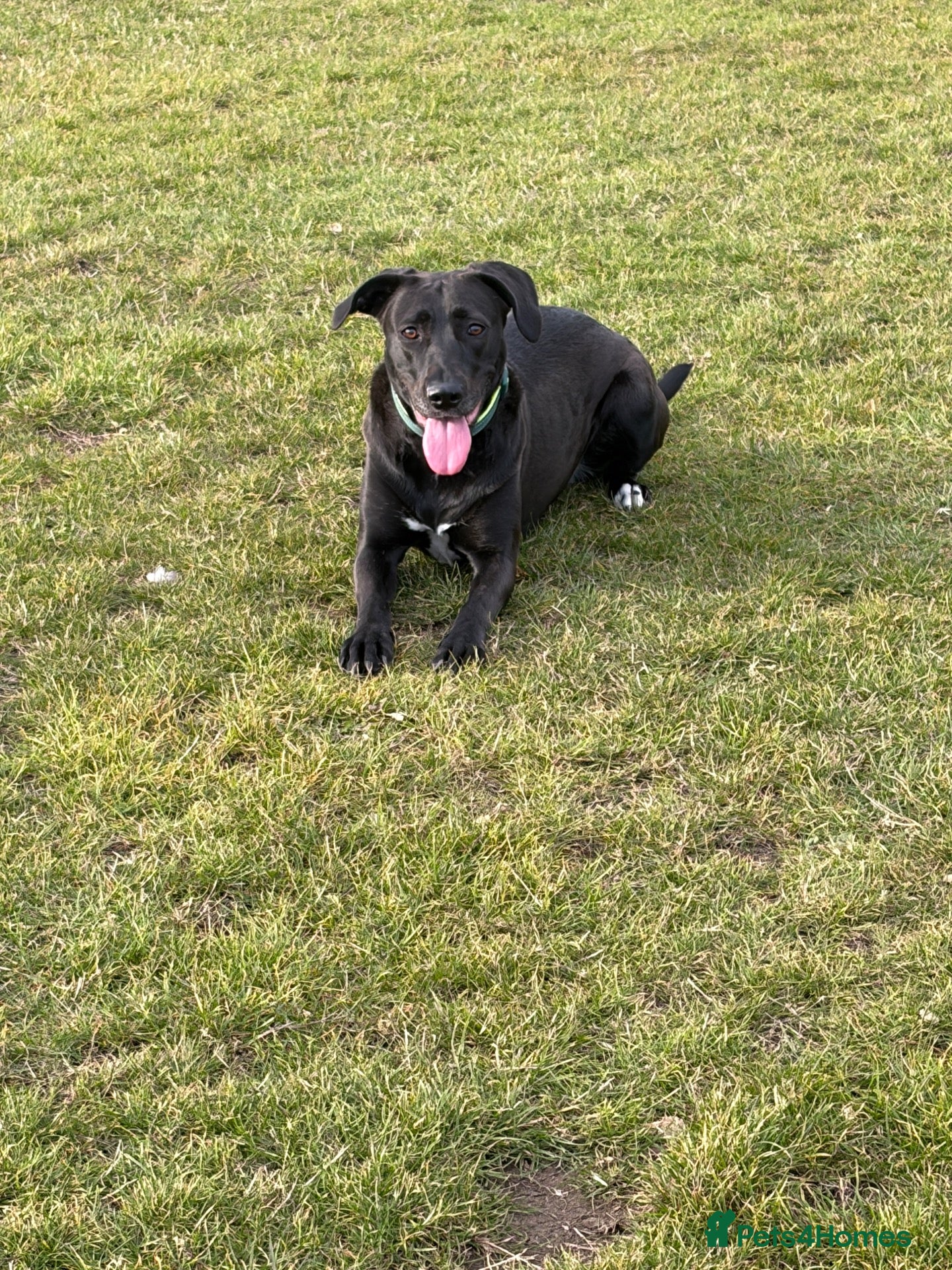 Mixed Breed dogs beautiful girl up for rehoming  - Advert 1