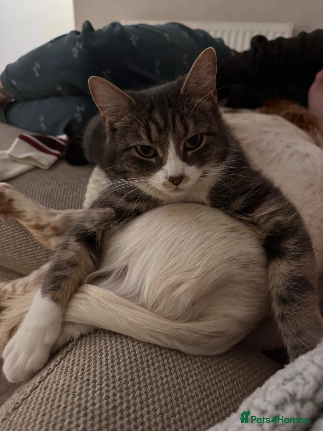 Mixed Breed cats for sale: Kittens for sale in Shrewsbury - Advert 17