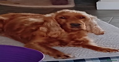 Cocker Spaniel dogs - Advert 16