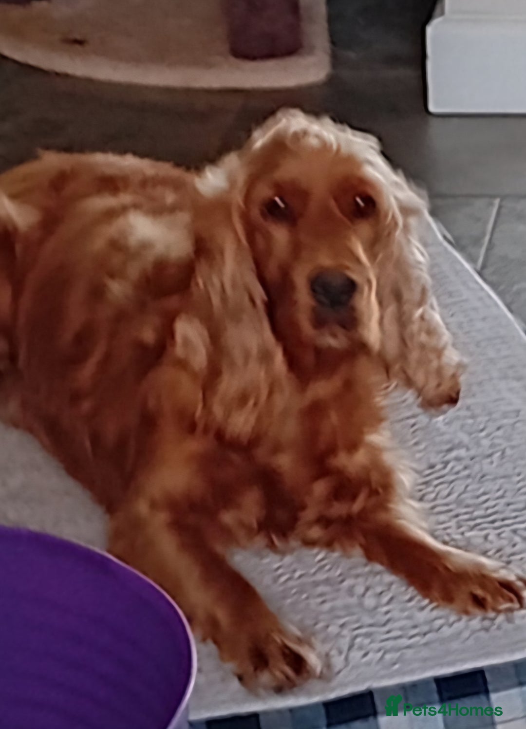 Cocker Spaniel dogs for sale: Ready today KC Show Winning Breeding - Image 3