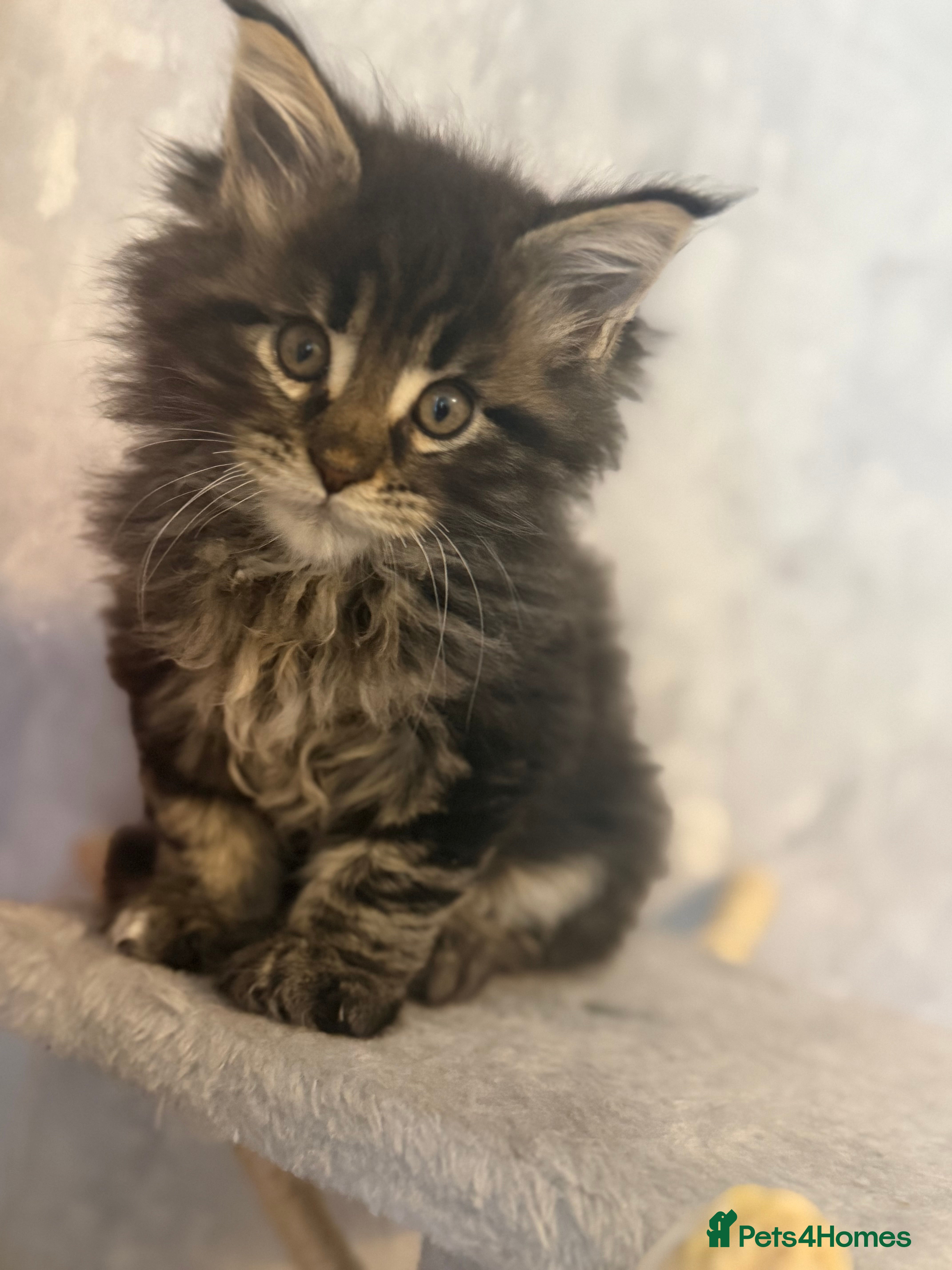 Maine Coon cats 🐾 MAINE COON KITTENS  🐾 - Advert 2