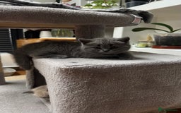 British Shorthair cats for sale: Adorable British blue Shorthair Kittens  - Image 15