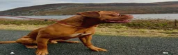 Dogue De Bordeaux dogs for stud: Dogue de Bordeaux for stud - Advert 2