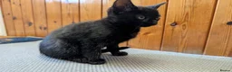 Mixed Breed cats for sale: 1 Scottish straight x fold & 1 domestic litter 🐈 - Advert 14
