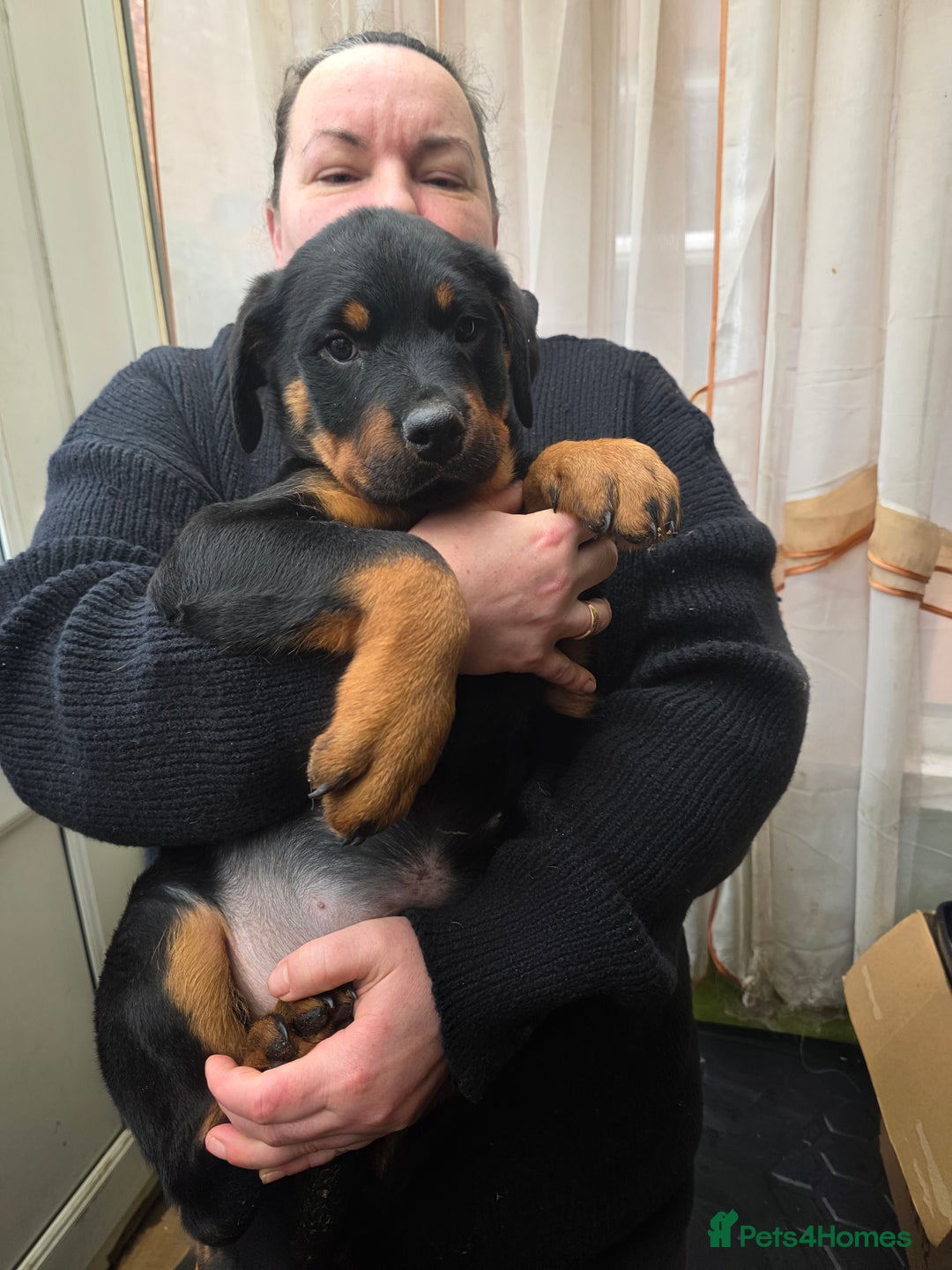 Rottweiler dogs for sale: Rottweiler puppies  - Advert 22
