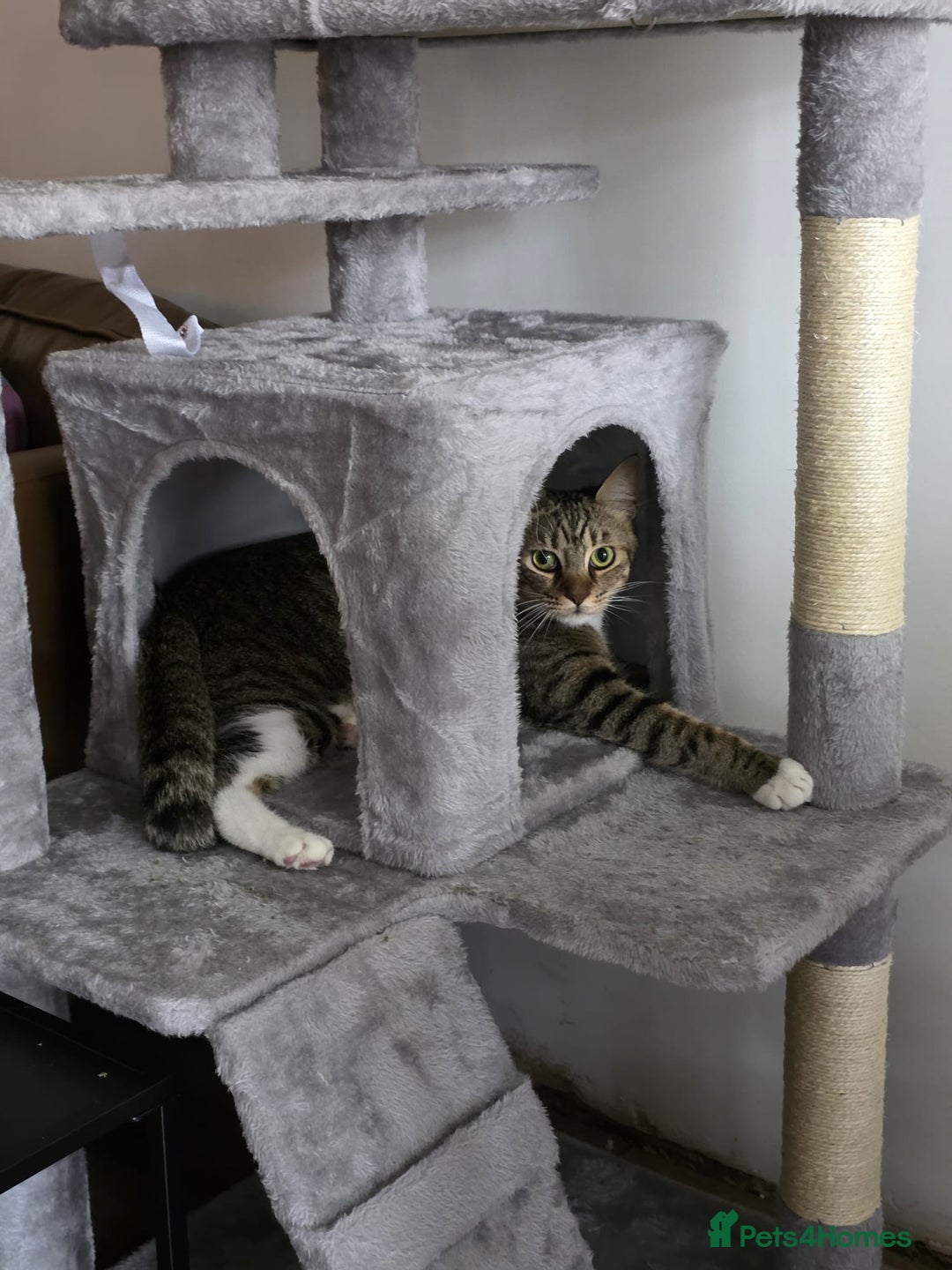 Mixed Breed cats for adoption: [Indoors Only] Cardini: Absolute Playful Cuddlebug - Advert 3