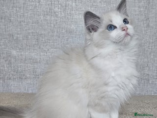 Ragdoll cats Beautiful sweet blue bicolour girl. - Advert 2