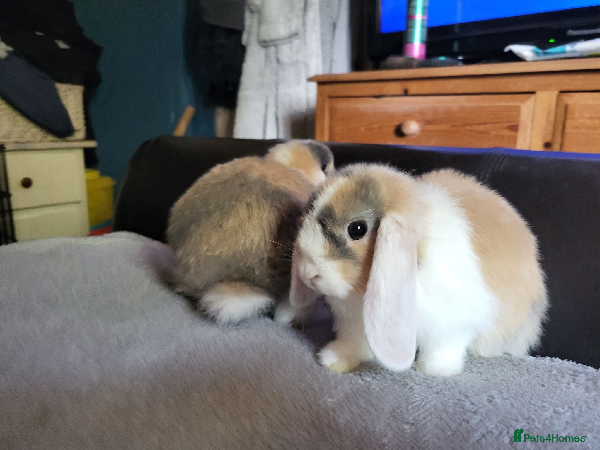 Mini Lop rabbits Adorable Mini Lops - Advert 2
