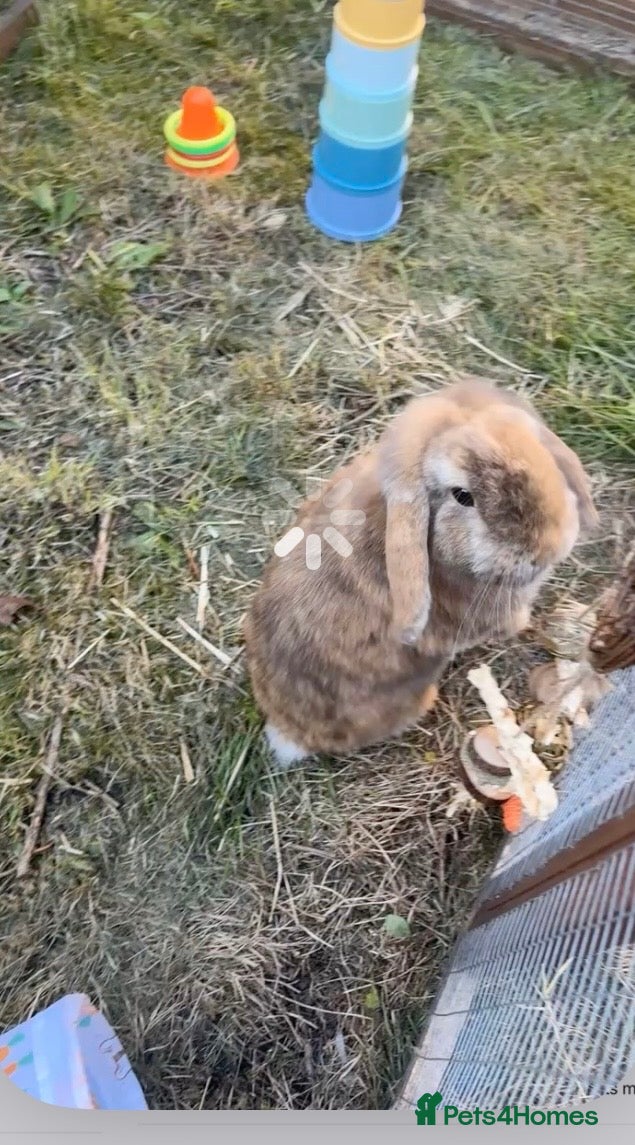 Mini Lop rabbits Male mini lop  - Advert 6
