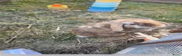 Mini Lop rabbits for sale: Male mini lop  - Advert 1