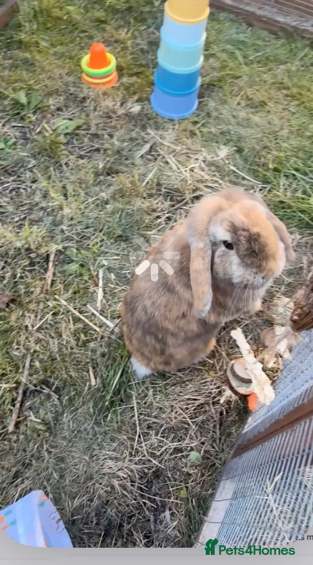 Mini Lop rabbits for sale: Male mini lop  - Advert 1