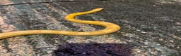 Corn Snake reptiles for sale: Marmalade  - Advert 3