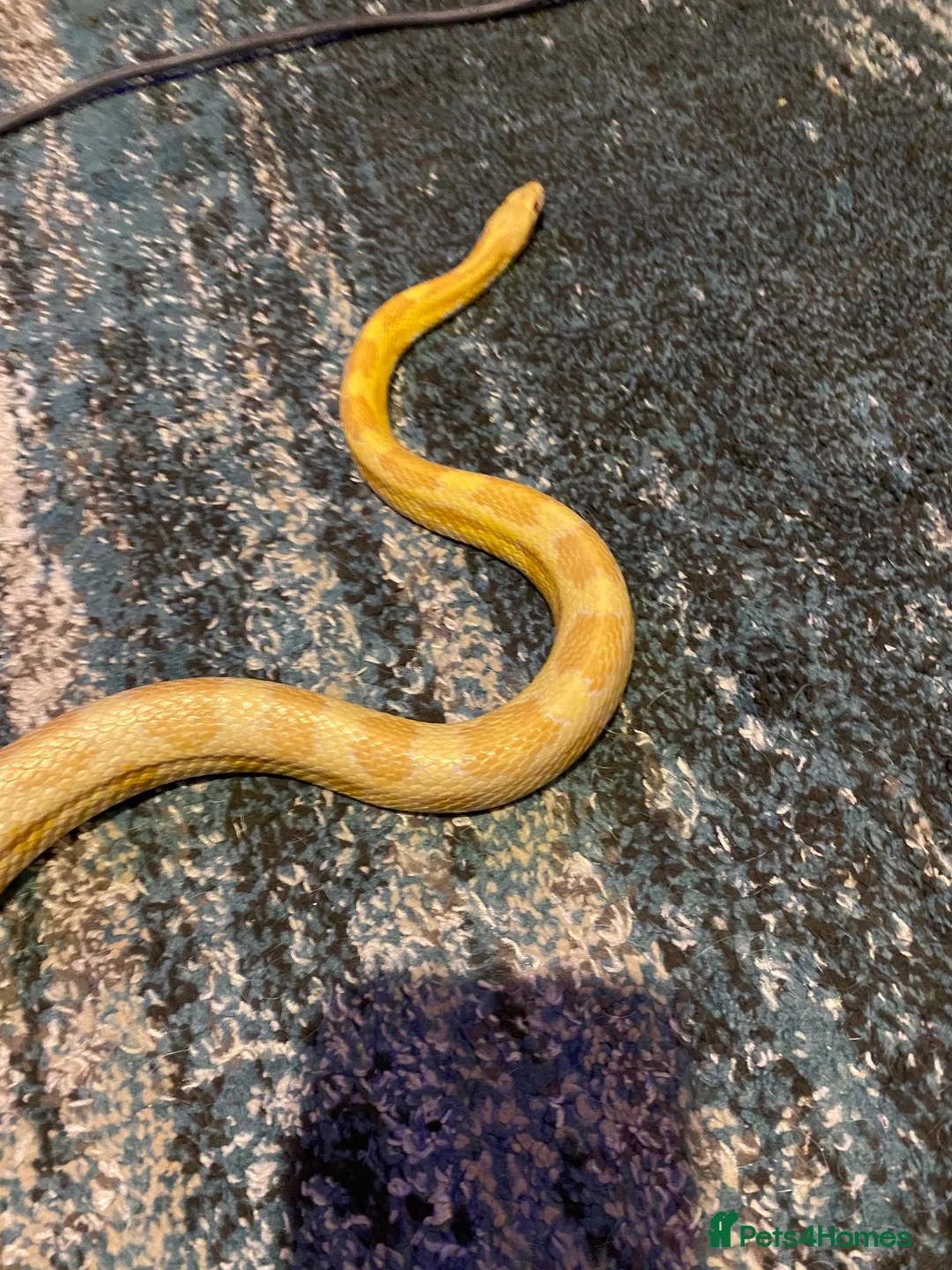 Corn Snake reptiles for sale: Marmalade  - Advert 3