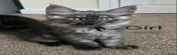 Maine Coon cats for sale: 2 Maine Coon girls. - Advert 2