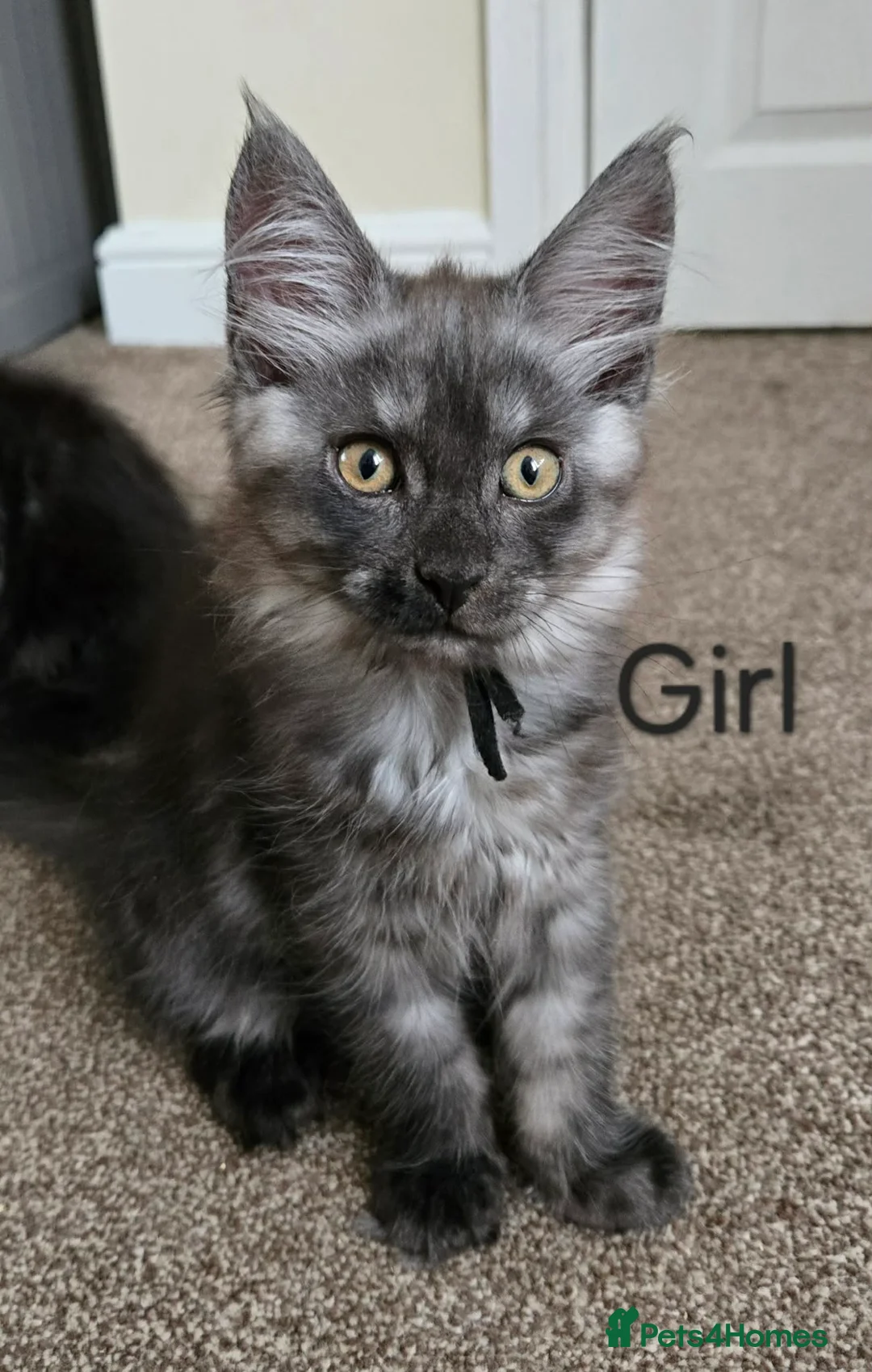 Maine Coon cats for sale: 2 Maine Coon girls. - Advert 2