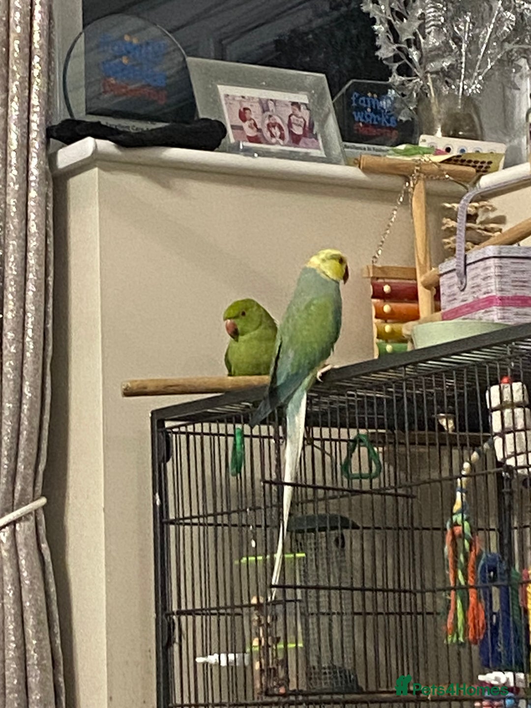 Parrots birds for sale: Indian ring necks  - Advert 3